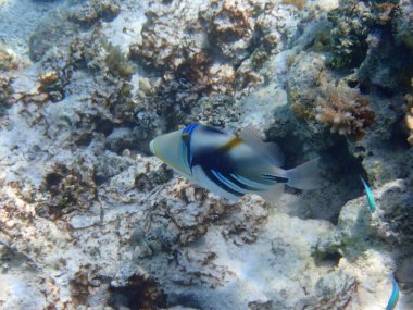 Renkli egzotik balıklarla dalış yapan maldivler.