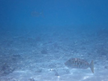 Renkli egzotik balıklarla dalış yapan maldivler.