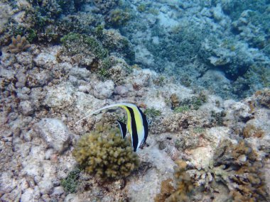 Renkli egzotik balıklarla dalış yapan maldivler.