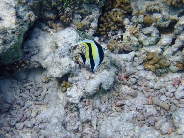 Renkli egzotik balıklarla dalış yapan maldivler.