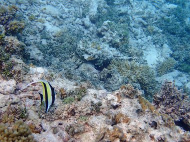 Renkli egzotik balıklarla dalış yapan maldivler.