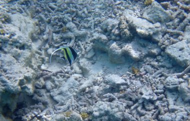 Renkli egzotik balıklarla dalış yapan maldivler.