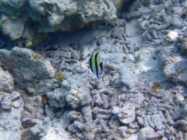 Renkli egzotik balıklarla dalış yapan maldivler.