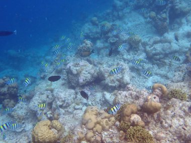 Renkli egzotik balıklarla dalış yapan maldivler.