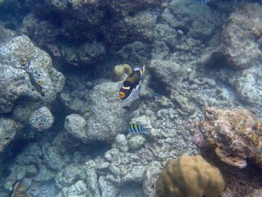 Renkli egzotik balıklarla dalış yapan maldivler.