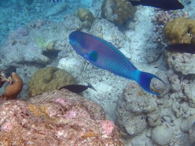 Renkli egzotik balıklarla dalış yapan maldivler.