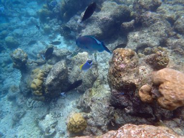 Renkli egzotik balıklarla dalış yapan maldivler.