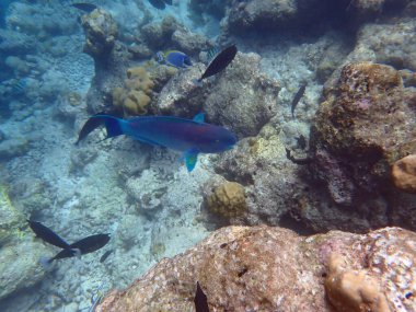 Renkli egzotik balıklarla dalış yapan maldivler.