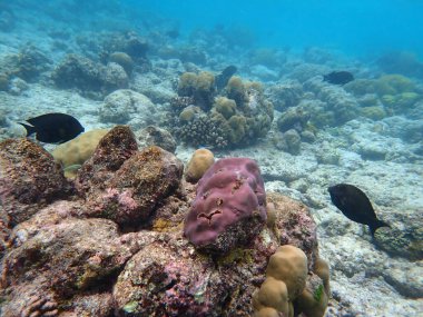 Renkli egzotik balıklarla dalış yapan maldivler.