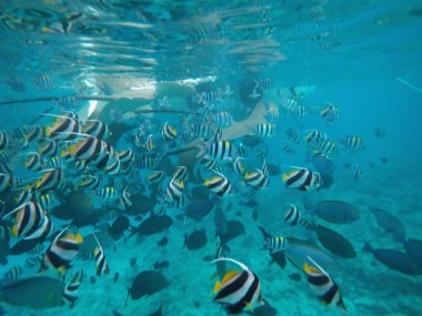 Maldivler adalarında vatozla şnorkelle yüzmek