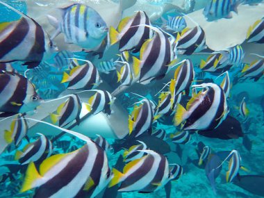 Renkli egzotik balıklarla dalış yapan maldivler.