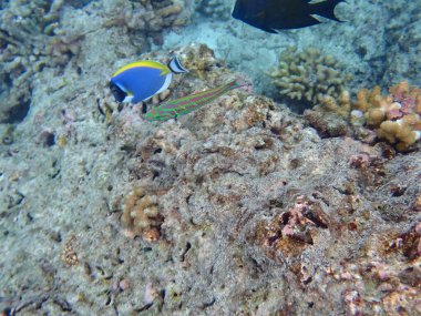 Renkli egzotik balıklarla dalış yapan maldivler.