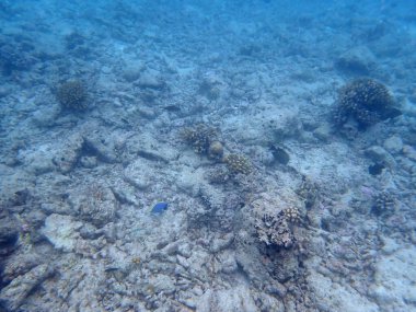 Renkli egzotik balıklarla dalış yapan maldivler.