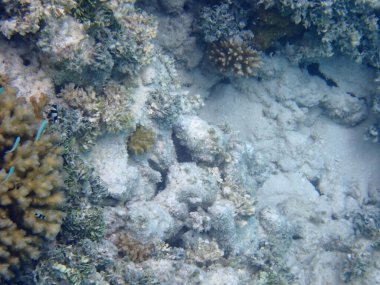 Maldivler adalarındaki mercan kayalıkları