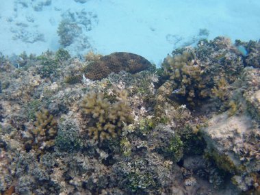 Maldivler adalarındaki mercan kayalıkları