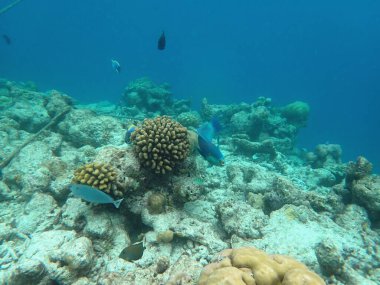 Maldivler adalarındaki mercan kayalıkları