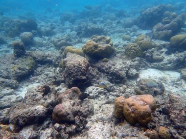 Maldivler adalarındaki mercan kayalıkları