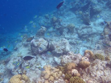 Maldivler adalarındaki mercan kayalıkları