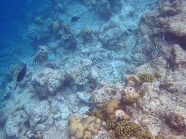 Maldivler adalarındaki mercan kayalıkları