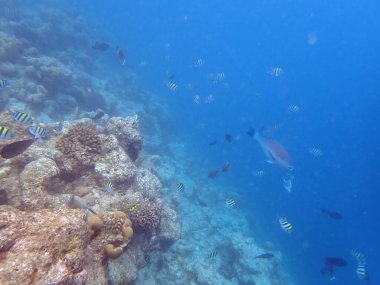 Maldivler adalarındaki mercan kayalıkları