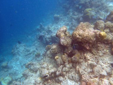 Maldivler adalarındaki mercan kayalıkları