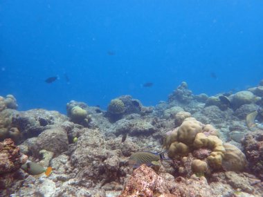 Maldivler adalarındaki mercan kayalıkları