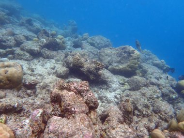 Maldivler adalarındaki mercan kayalıkları