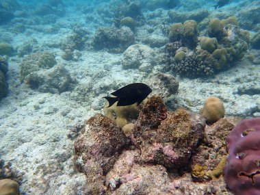 Maldivler adalarındaki mercan kayalıkları