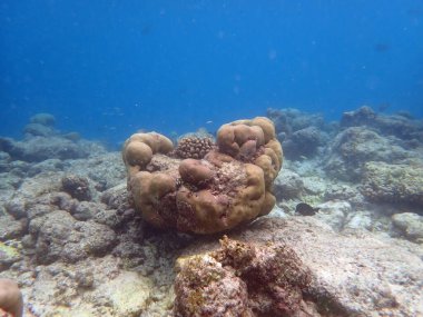 Maldivler adalarındaki mercan kayalıkları