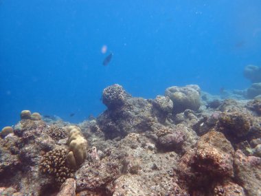 Maldivler adalarındaki mercan kayalıkları