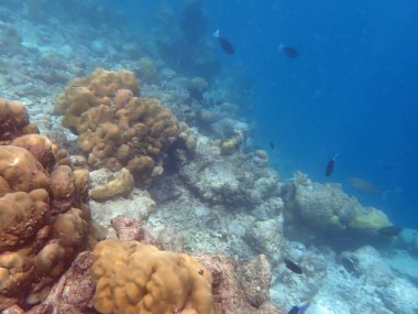 Maldivler adalarındaki mercan kayalıkları