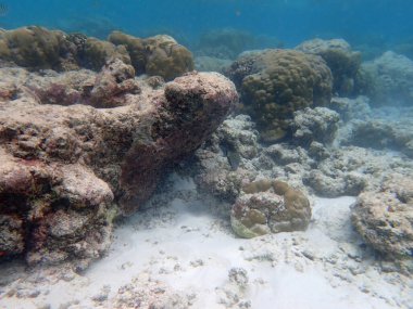 Maldivler adalarındaki mercan kayalıkları