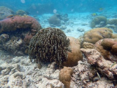 Maldivler adalarındaki mercan kayalıkları