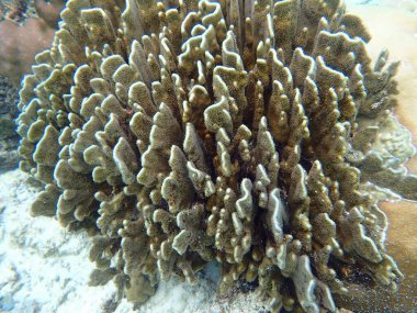 Maldivler adalarındaki mercan kayalıkları