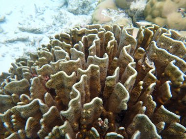 Maldivler adalarındaki mercan kayalıkları