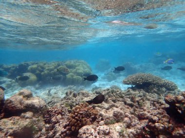 Maldivler adalarındaki mercan kayalıkları