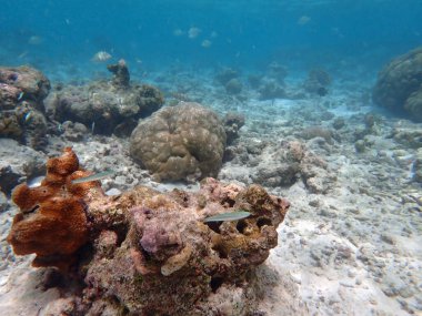 Maldivler adalarındaki mercan kayalıkları