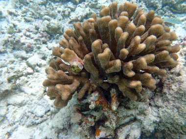 Maldivler adalarındaki mercan kayalıkları