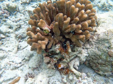 Maldivler adalarındaki mercan kayalıkları