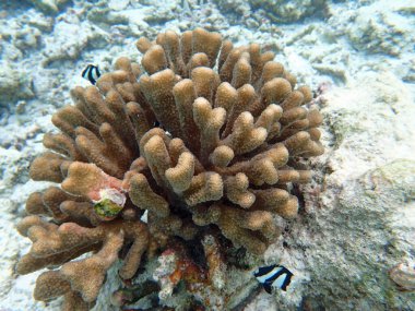 Maldivler adalarındaki mercan kayalıkları