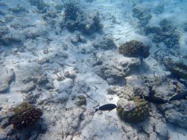 Maldivler adalarındaki mercan kayalıkları