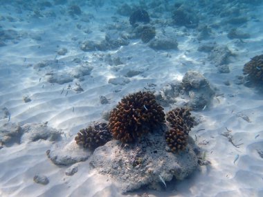 Maldivler adalarındaki mercan kayalıkları