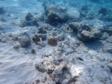 Maldivler adalarındaki mercan kayalıkları