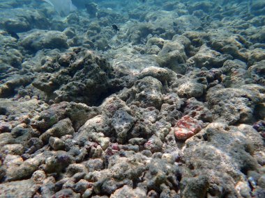 Maldivler adalarındaki mercan kayalıkları
