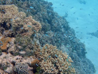 Maldivler adalarındaki mercan kayalıkları