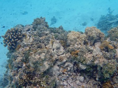 Maldivler adalarındaki mercan kayalıkları