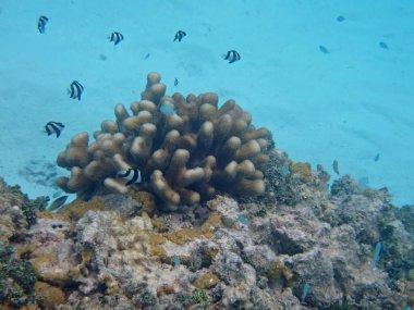 Maldivler adalarındaki mercan kayalıkları