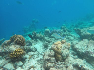 Maldivler adalarındaki mercan kayalıkları