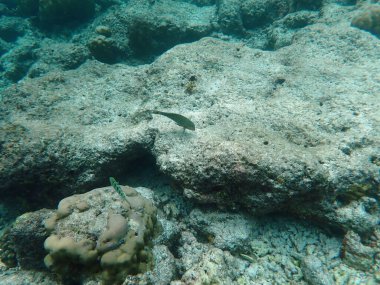 Maldivler adalarındaki mercan kayalıkları