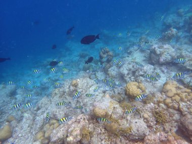 Maldivler adalarındaki mercan kayalıkları